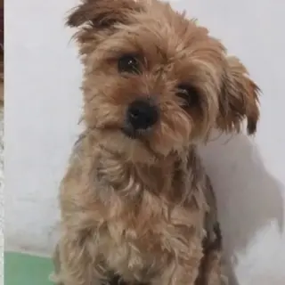 Lia