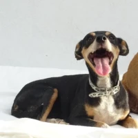 Adopta a Dalma