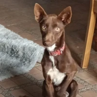 Adopta a Frank, Perrito Busca Hogar