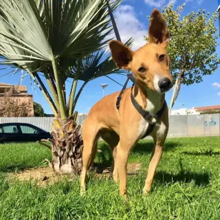 Nena