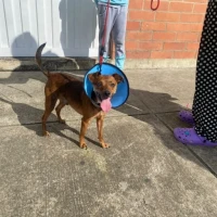 Adopta a Buñuelo
