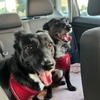 Adopta a Jungla Y Laila