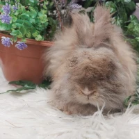 Adopta a (Residente)Canelito