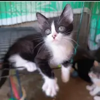 Adopta a Gatitos Hermanitos