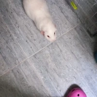 Adopta a Pinky