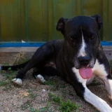 Adopta a Misty