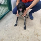 Adopta a Pino, Perrito Joven En Adopción