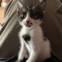 Adopta a Pantalones