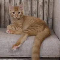 Adopta a Roma Y Hermanos