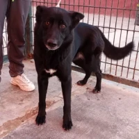 Adopta a Coco