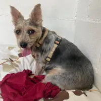 Adopta a Tula