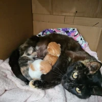 Adopta a Peponetos