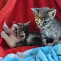 Adopta a Murciélago