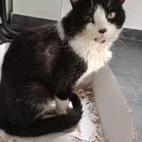 Adopta a Supercat