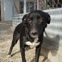 Adopta a Sofia