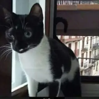 Bela