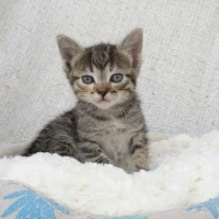 Adopta a Jane