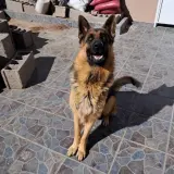 Adopta a Simba