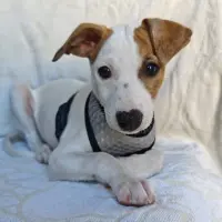 Adopta a Luna