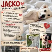 Adopta a Jacko