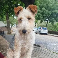 Adopta a Mafi