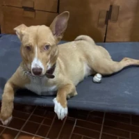 Adopta a Molly