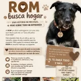 Adopta a Rom