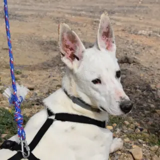 Otto