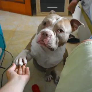Milo