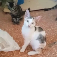 Adopta a Shirley Manu