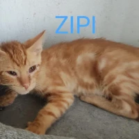 Adopta a Zipi