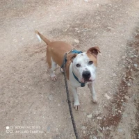 Adopta a Antax