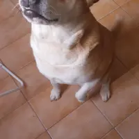Adopta a Doby