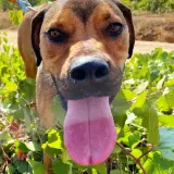 Adopta a Duque