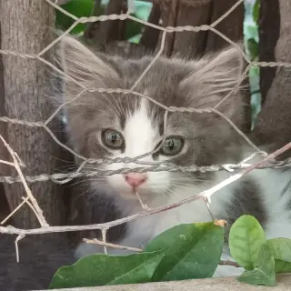 Bebe