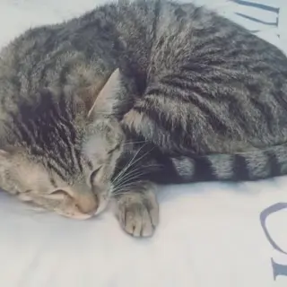 Lily