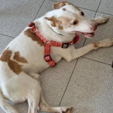 Adopta a Ricki