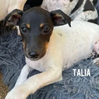 Adopta a Talía