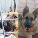 Adopta a Tana