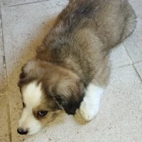 Adopta a Berlios