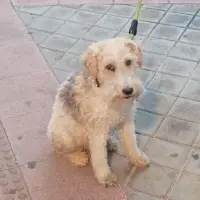 Adopta a Nevil