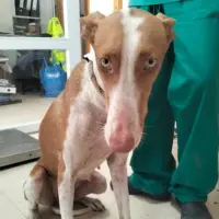 Adopta a Ana
