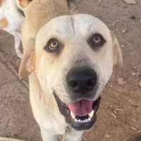 Adopta a Lío
