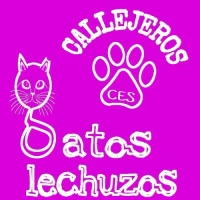 Gatos Lechuzos
