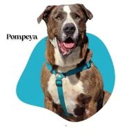 Adopta a Pompeya