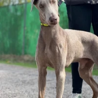 Adopta a Sandokán