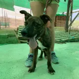 Adopta a Darwin