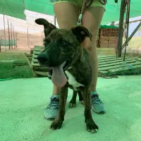 Adopta a Darwin