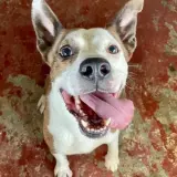 Adopta a Rocky