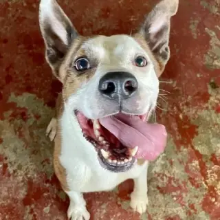 Rocky